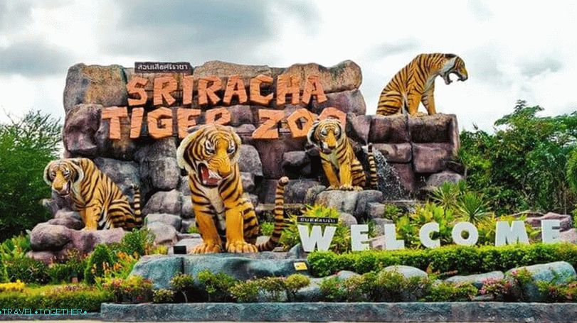 Zoo Siracha Tiger v Pattaya