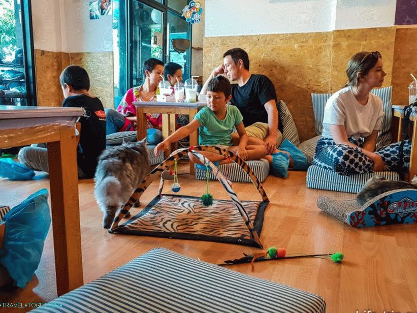 Cafe Cat's Catmosphere v Chiang Mai