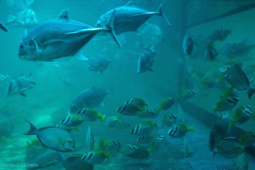 Aquarium and Tiger Zoo on Samui - smutné a drahé