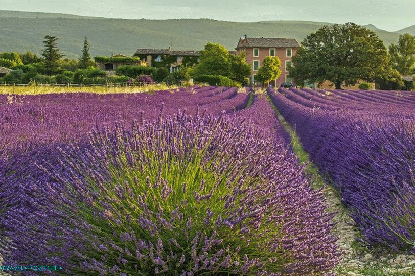 Levanduľové polia neďaleko mesta Roussillon