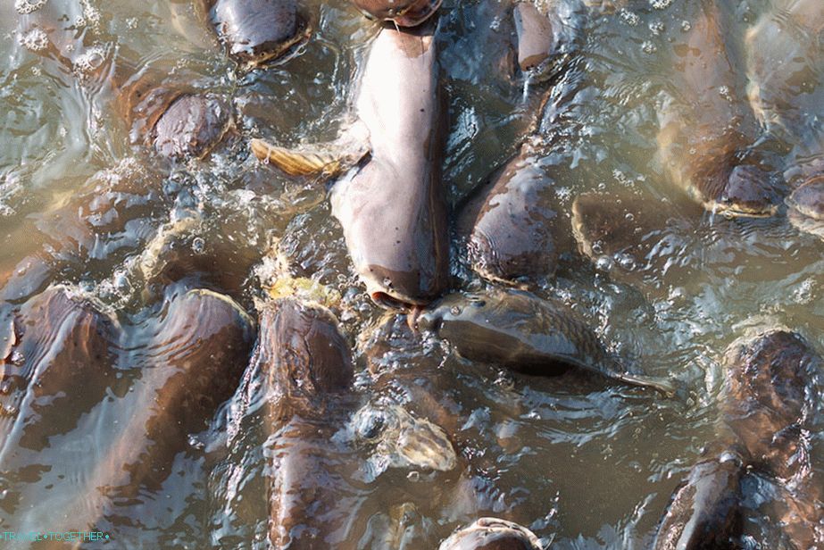 Fish kiss