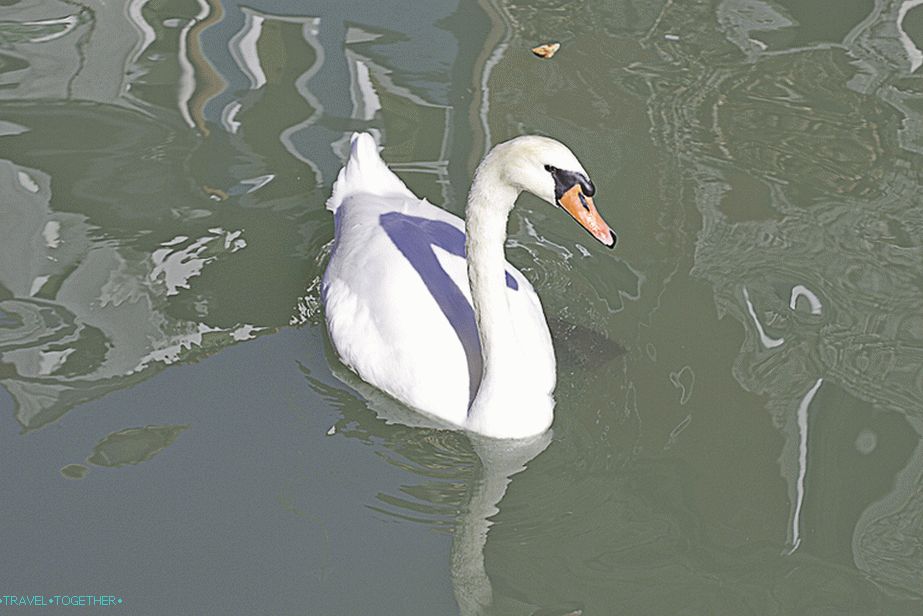 The Swan on Burano