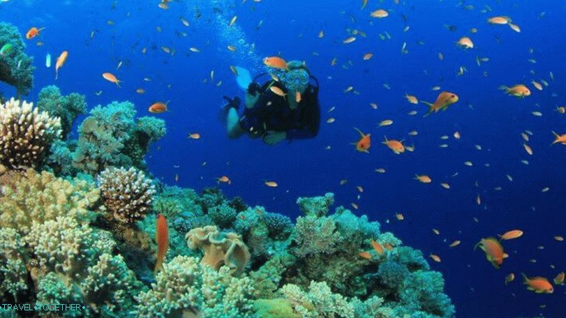 Potápanie na Samui, Koh Tao, Nang Yuan s ruským sprievodcom