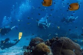 Potápanie na Samui, Koh Tao, Nang Yuan s ruským sprievodcom