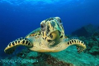 Potápanie na Samui, Koh Tao, Nang Yuan s ruským sprievodcom