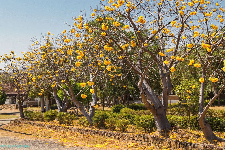 V blízkosti stromov rastú veľké žlté kvety.
