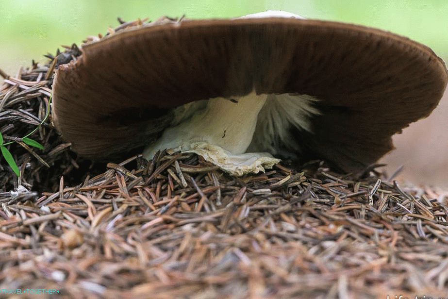 Huby pod smrekom