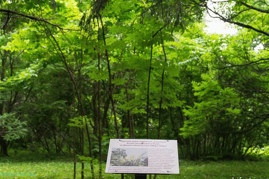 „Aralia