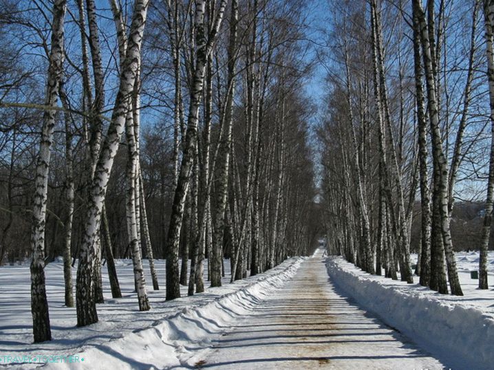 Múzeum Yasnaya Polyana. Brezová alej.
