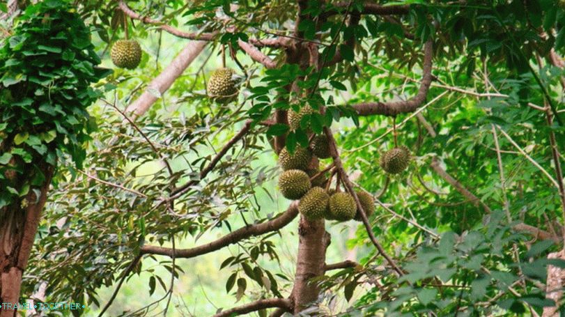 „Durian