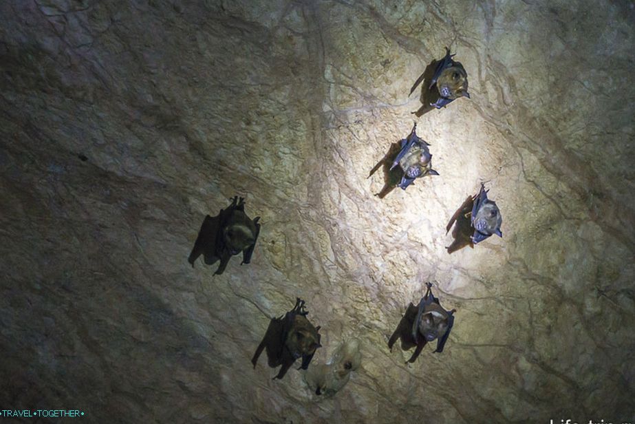 A na stropných netopieroch