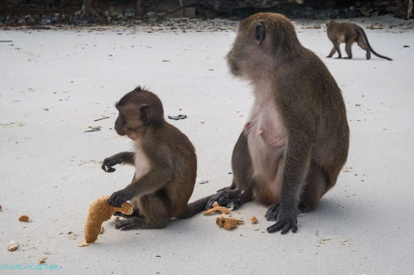 Monkey Beach na Phi Phi Don