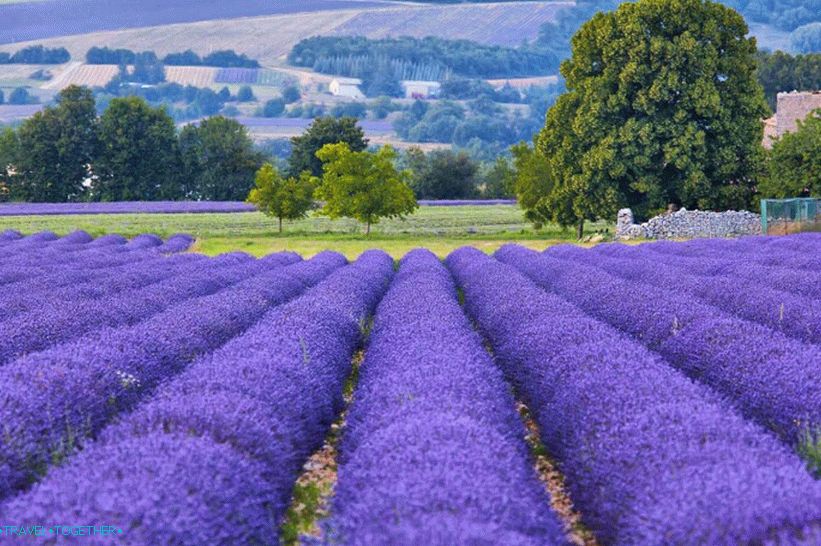 Levanduľové polia v Provence