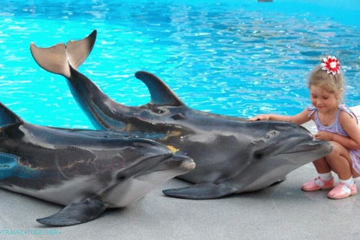 Dedina Golubitskaya, S deťmi môžete ísť do delfinária