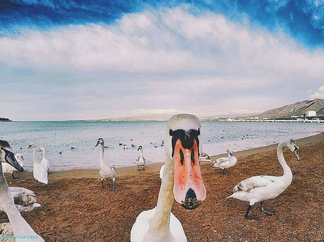 Labute na pláži Gelendzhik. Foto - @lovegen