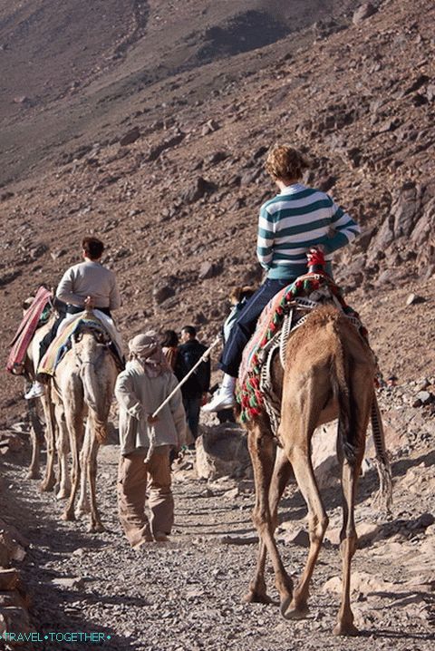 Mount Moses. Camel sprievod.