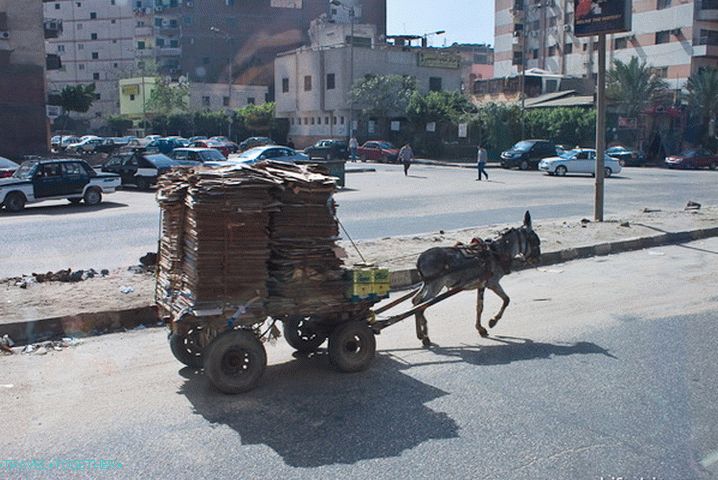 Egypt. Káhira. Jeden z dopravných prostriedkov.