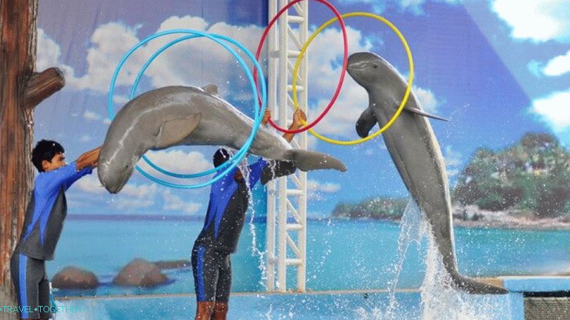 Delfínska show v Pattaya