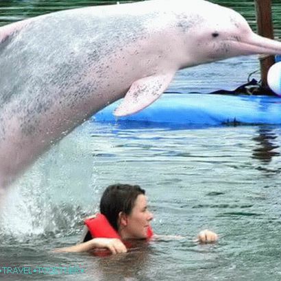 Plávanie s delfínmi v Pattaya