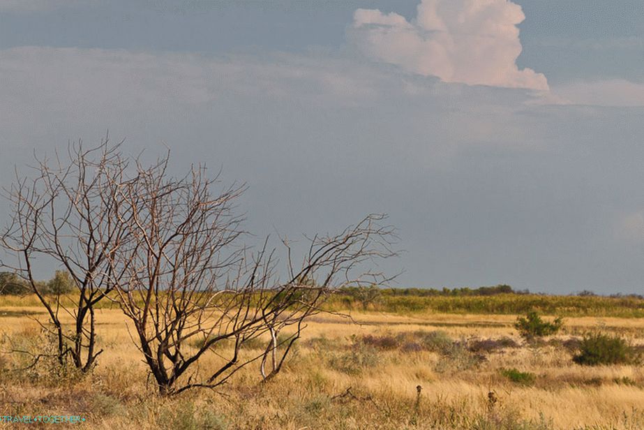 African Savanna