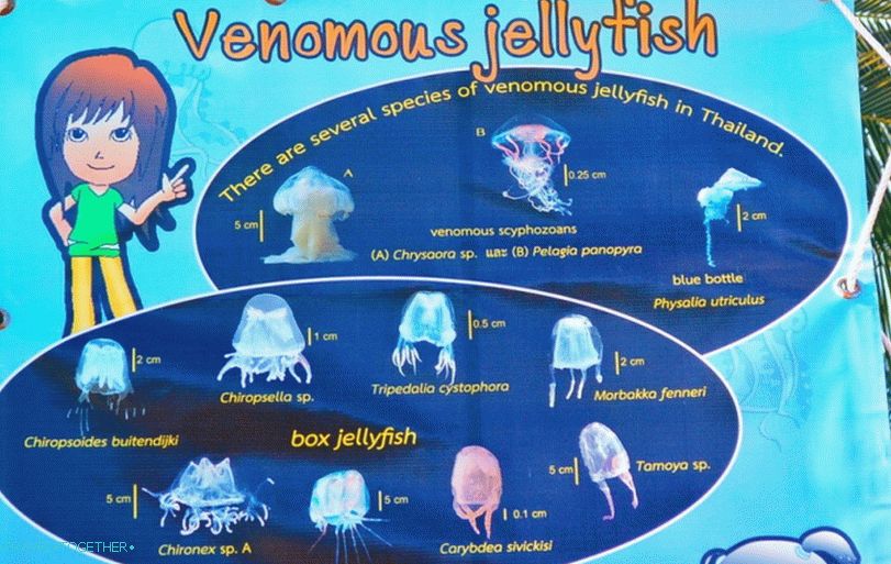 Varovanie pred nebezpečenstvom thajskej medúzy