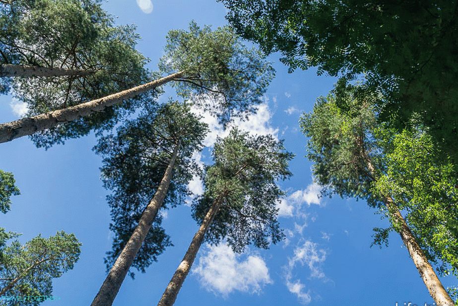 Vysoké borovice ponáhľajú do neba