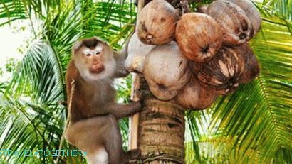 Monkey Show v Namuang Safari Park na Samui
