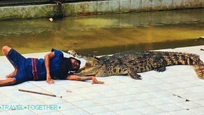 Zobraziť s krokodílov v safari parku Namuang na Samui