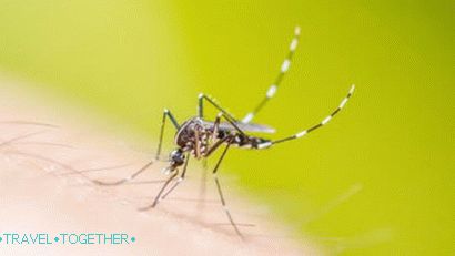 Komár v Thajsku trpí horúčkou dengue