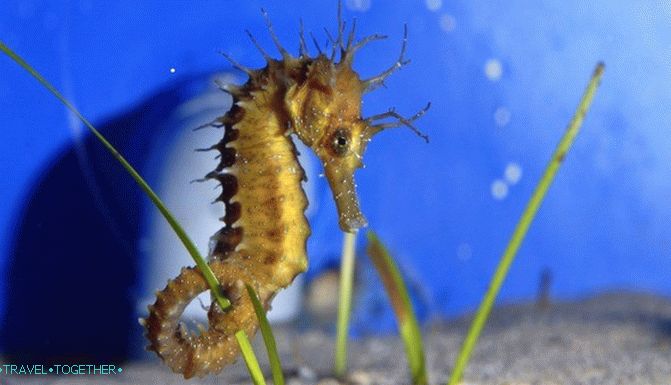 Cretan Aquarium. Medzi obyvateľmi hlbín Stredozemného mora