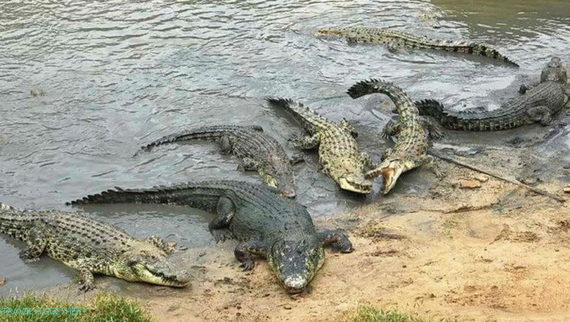 „Krokodíly