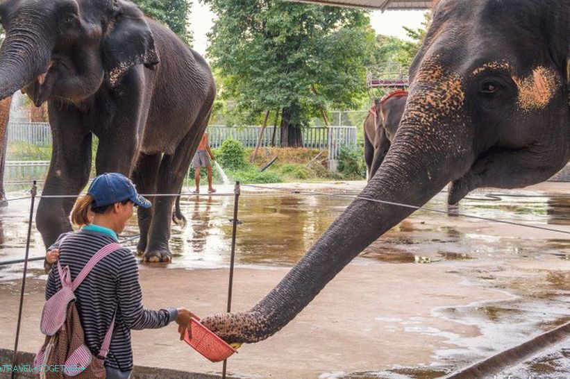 Krokodília farma v Pattaya a park miliónov rokov kameňov - moje dojmy