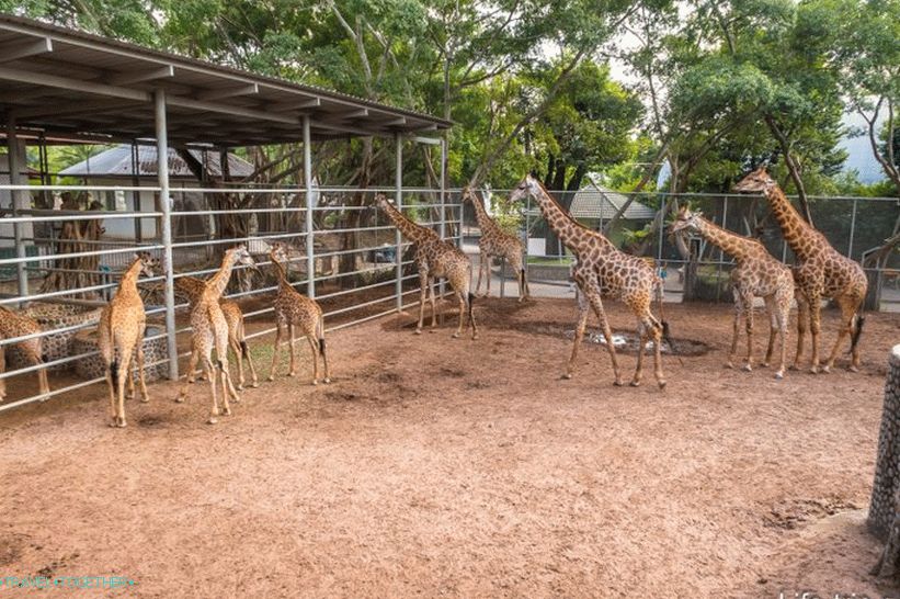 Krokodília farma v Pattaya a park miliónov rokov kameňov - moje dojmy