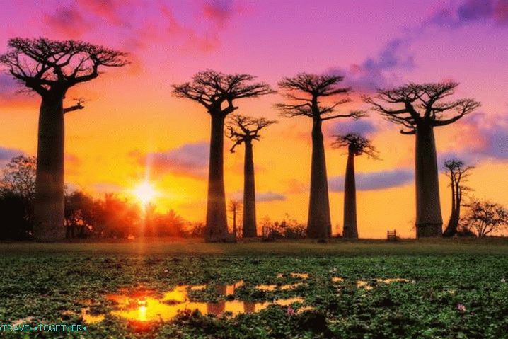 „Madagaskar,