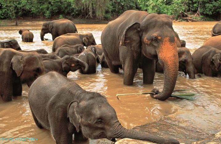 Srí Lanka, prístrešok pre slony v Pinnawale