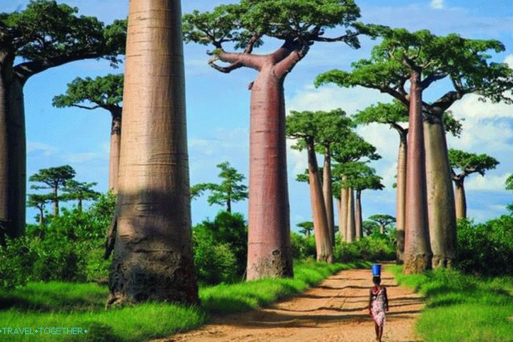 Madagaskar, Baobab Alley - najznámejšia alej na svete