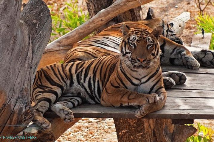 Tunisko, ponorte sa do sveta voľne žijúcich živočíchov v zoo