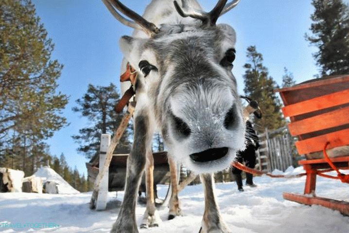 Laponsko, jazda na saniach sobov