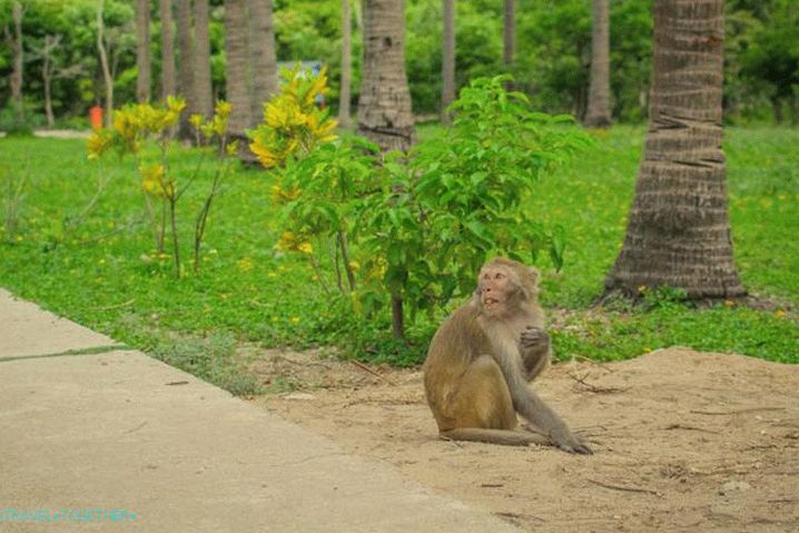 „Vietnam,