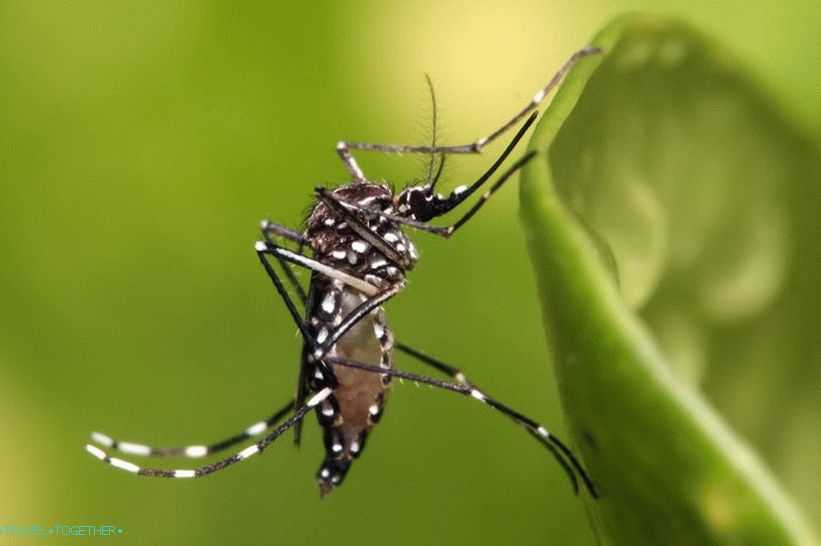 Transportéry komárov Aedes Aegypti