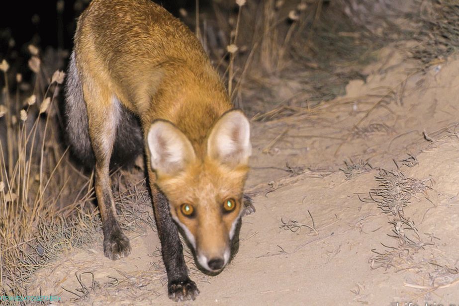 „Fox
