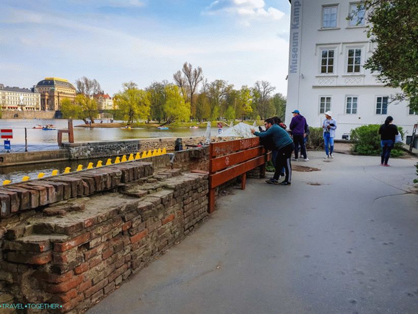 Pochod tučniakov cez Vltavu - žlté tučniaky v Prahe