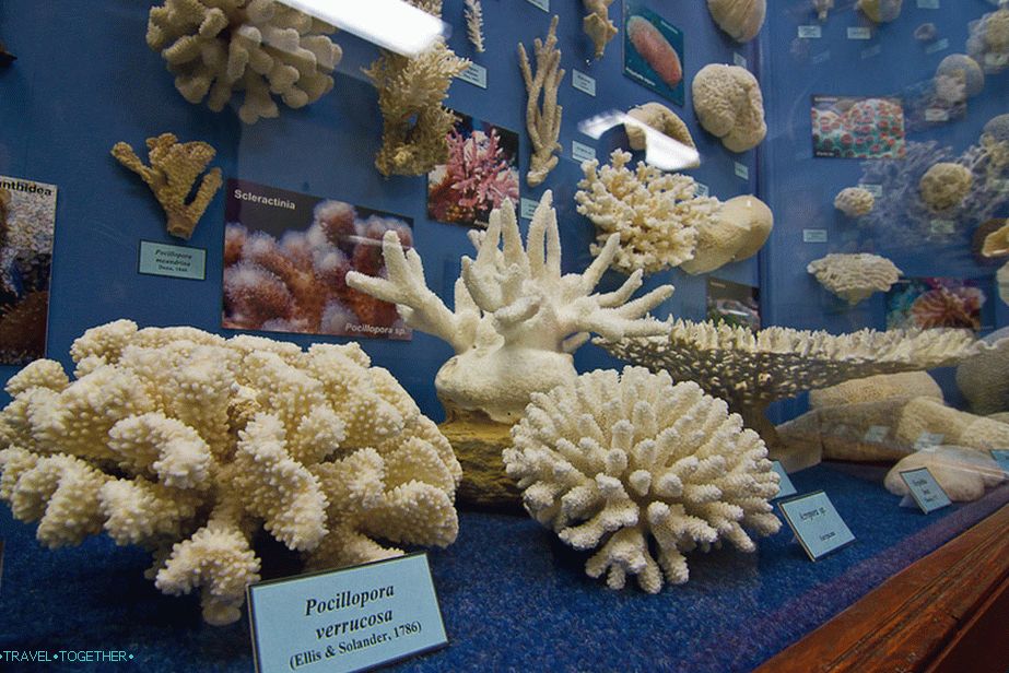 Coral zmení zvieratá