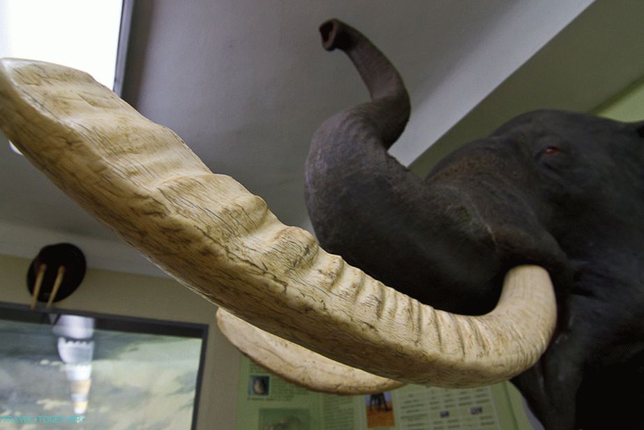 Kly slona visia na mriežke v zoo
