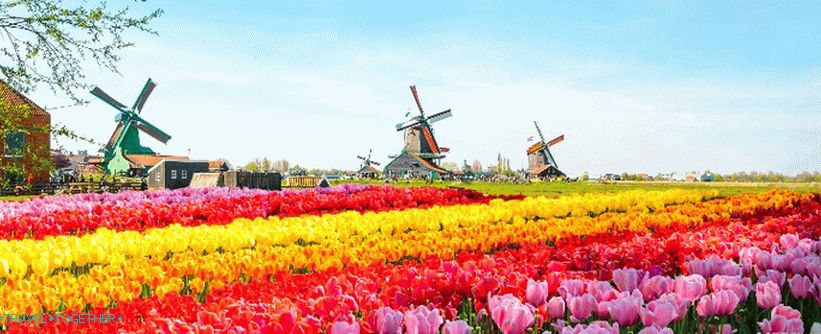 Keukenhof
