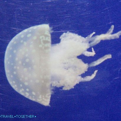 „Oceánium