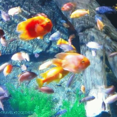 „Oceánium