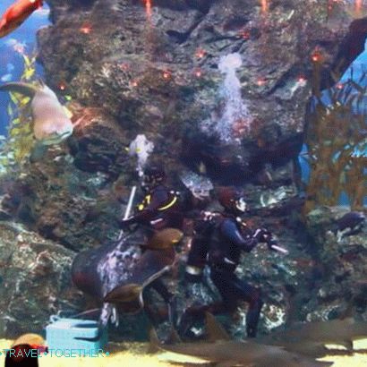 „Oceánium