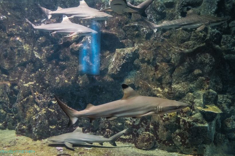 Phuket Oceanarium - čo je skôr nudné akvárium