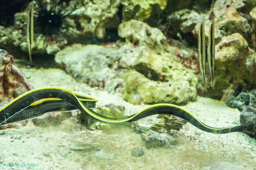 Phuket Oceanarium - čo je skôr nudné akvárium